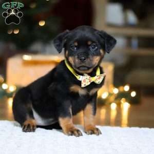 Roxie, Rottweiler Puppy